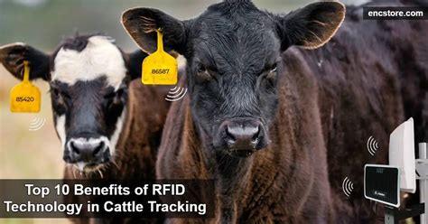 rfid tags cattle tracking|allflex rfid tags for cattle.